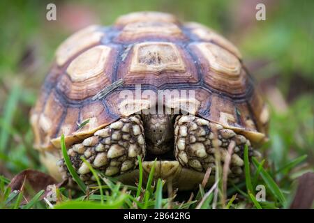 Gopher-Schildkröte (Gopherus Polyphemus) im Gras, Vorderansicht, Hortense, Georgia, USA Stockfoto