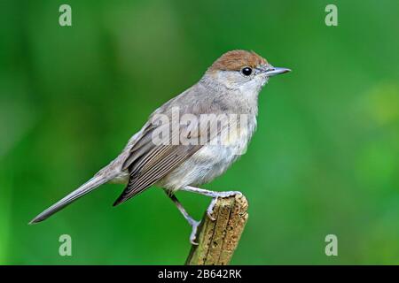 Blackcap (Sylvia atricapilla), weiblich, auf einem Zweig sitzend, Seitenansicht, Hessen, Deutschland Stockfoto