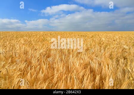 Gerste (Hordeum vulgare), Feld vor blauem Himmel mit cumulus-wolken (Cumulus), Nordrhein-Westfalen, Deutschland Stockfoto