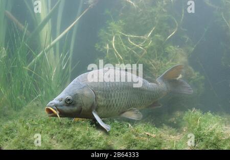 Gewöhnlicher Karpfen (Cyprinus carpio), gefangen, Frankreich Stockfoto