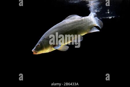 Tench oder Doktor Fish (Tinca Tinca), gefangener Fisch, Frankreich Stockfoto