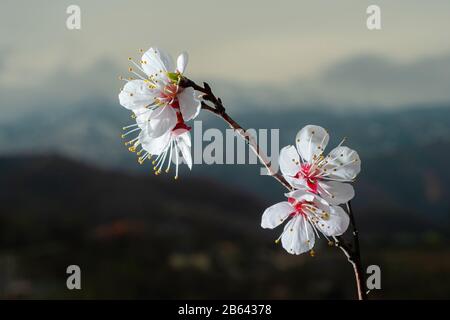 Zweig des wilden Aprikosenobstes mit blühenden Blumen. Frühling in den Bergen. Weiße zarte Blumen auf dunklem Hintergrund in den Bergen. Nahaufnahme Stockfoto