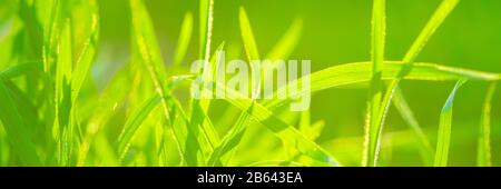Frisches grünes Gras wächst auf einem sonnigen Feld. Makrofoto. Stockfoto