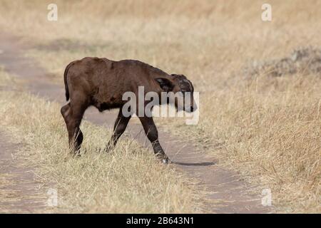 Cape Buffalo oder Afrikaner, Büffel, Syncerus Kaffer Kalb, Maasai Mara National Reserve, Afrika Stockfoto