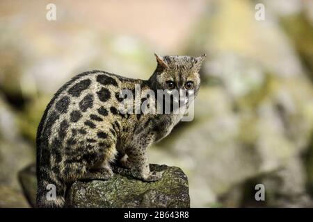 Genet-Katze, Genetta, ein schlankes, katzenähnliches Tier, Aberdare, Kenia Stockfoto