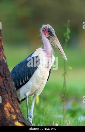 Maribu Stork, Leptoptilos cumenifer, Lake naivasha, Kenia, Afrika Stockfoto