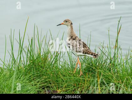 Ruff ein mittelgroßer Watvogel, Philomachus pugnax, Lake naivasha, Kenia, Afrika Stockfoto