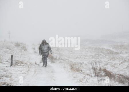 Mann, der während des Sturms Jorge in einem Schneesturm neben der Straße zwischen Leadhills und Wanderkopf spazieren ging. Februar 2020. Scottish Borders, Schottland Stockfoto