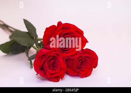 Drei rote Rosen auf weißem Hintergrund mit Kopierraum. Grußkonzept. Stockfoto