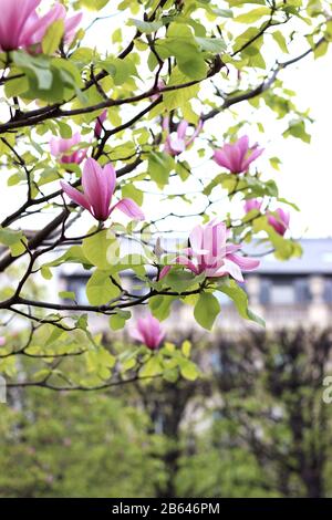 Frühling in Paris, Frankreich. Magnolienbaum in einem Pariser Garten. Geblümter Abstraktem Hintergrund. Stockfoto