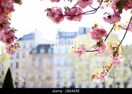 Kirschbaumblüte im Sonnenlicht in Paris, Frankreich. Pariser Frühling Verschwimmen Das Stadtbild. Stockfoto