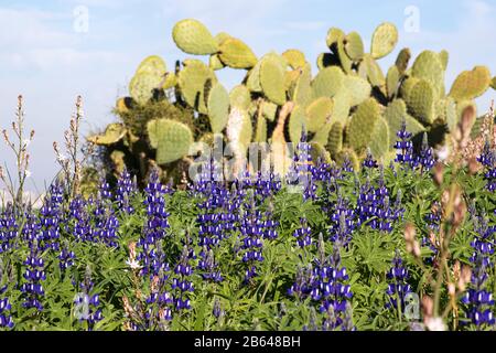 Blütenende violette Lupinenblüten unter grünen Blättern auf einem Grund von Kakteen im Nahbereich Stockfoto