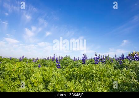 Grüne Felder blütenender Blumen purpurner Lupinen auf blauem Himmel mit Wolken. Israel Stockfoto