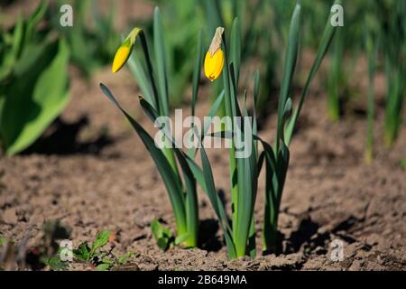 Gelbe Narzisse (Narcíssus pseudonarcíssus). Ungeöffnete Knospen gelber Narben. Frühfrühling und erste Blumen im Garten Stockfoto