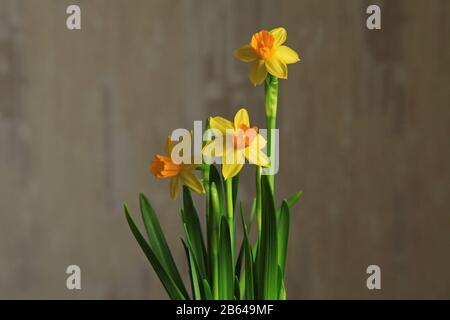 Gelbe Narzisse (Narcíssus pseudonarcíssus). Geöffnete Knospen gelber Narben auf beigefarbenem Grund Stockfoto