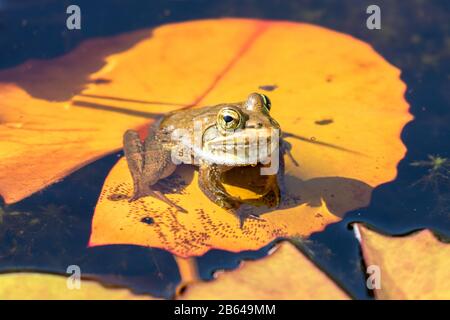 Kleiner Frosch auf einem Lilienblock Stockfoto