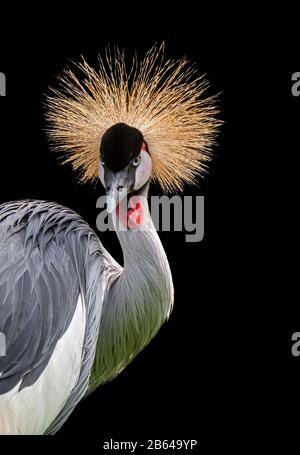 Grau bekrönter Kran (Balearica regulorum) Nahaufnahme Porträt mit leuchtend roter aufblasbarer Kehltasche, in Afrika vor schwarzem Hintergrund heimisch Stockfoto