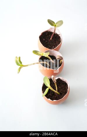 Pflanzen in Eierschalen, Recycling, junger Spross. Permakultur Stockfoto