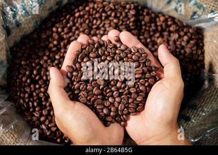 Gebratene Kaffeebohnen in den Händen der Person Stockfoto