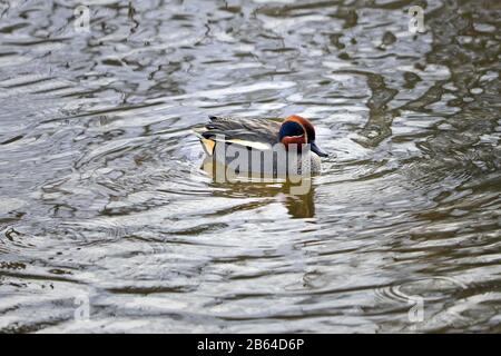 Bunte männliche Anas crecca, verbreitete Namen Eurasisches Teal, gewöhnliches Teal oder eurasisches grün-geflügeltes Teal, Schwimmen im Fluss in Südfinnland. Februar 2020. Stockfoto