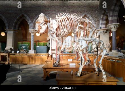 Sleletons asiatischer Elefanten im Oxford University Natural History Museum, England. Stockfoto