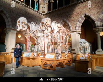 Sleletons asiatischer Elefanten im Oxford University Natural History Museum, England. Stockfoto