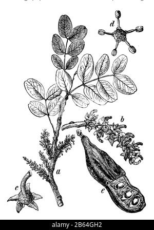Carob, Ceratonia siliqua, (Buch über Botanik, 1898) Stockfoto