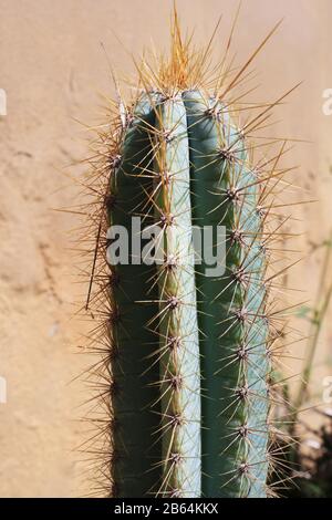 Kaktus pilosocereus pachycladus Stockfoto