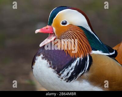 Porträt eines männlichen Mandarin Duck Axi sponsora Stockfoto