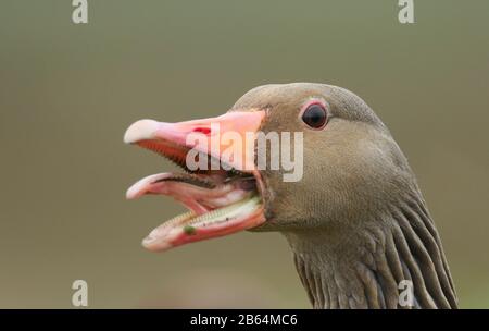 Ein Kopfschuss von einer prächtigen zischenden Greylag Gans, Anser Anser. Er hat seinen Schnabel offen und seine Zunge zeigt. Stockfoto