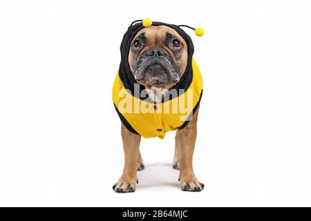 Schmückender französischer Bulldog, der ein niedliches und witzig gestreiftes Kostüm mit Kapuze und Geweih trägt, das auf weißem Hintergrund isoliert ist Stockfoto