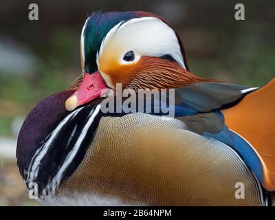 Porträt eines männlichen Mandarin Duck Axi sponsora Stockfoto