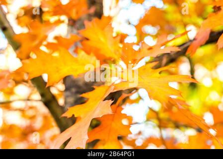 Rote Blätter im Herbst von Eiche Herbst Hintergrund Stockfoto