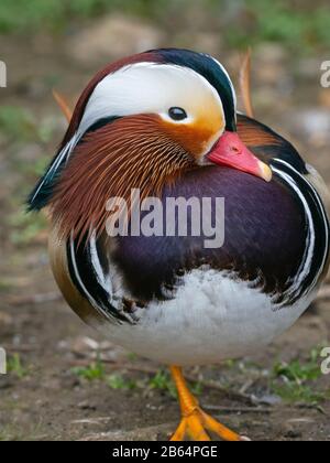 Porträt eines männlichen Mandarin Duck Axi sponsora Stockfoto