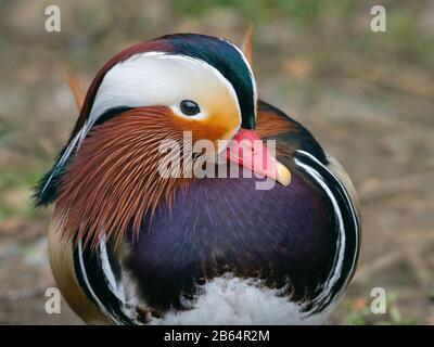 Porträt eines männlichen Mandarin Duck Axi sponsora Stockfoto