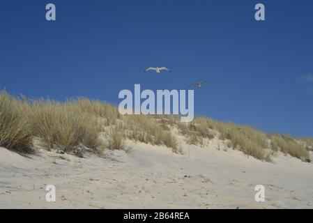 Der Coto de Donana Nationalpark in Andalusien, Spanien Stockfoto