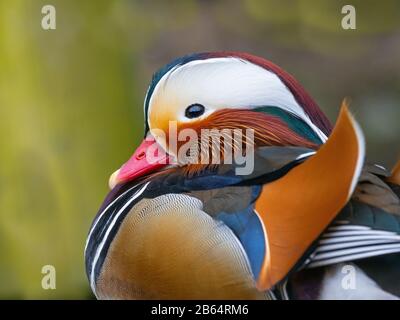 Porträt eines männlichen Mandarin Duck Axi sponsora Stockfoto