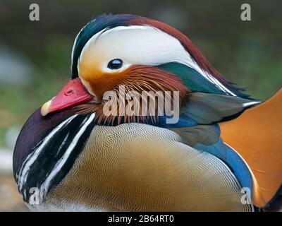 Porträt eines männlichen Mandarin Duck Axi sponsora Stockfoto