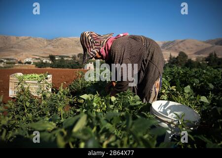 Eine Frau pflückt Bohnen auf einer Farm.syrische Flüchtlinge flüchten im Sommer 15 Stunden am Tag aus der Kriegsarbeit auf landwirtschaftlichen Betrieben im Bekaa-Tal und verdienen maximal 8 Dollar. Die Leiter der Lager (Shawish), in denen sie Flüchtlinge, verbinden sie mit den Bauern der Region. Stockfoto