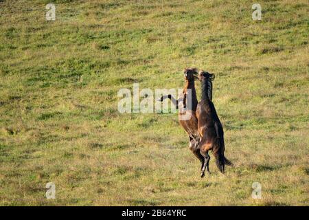 Zwei Kaimanawa-Wildpferde - junge Hengste kämpfen Stockfoto