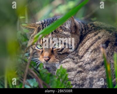 Europäische Wildkatze Felis silvestris silvestris (Captive) Stockfoto