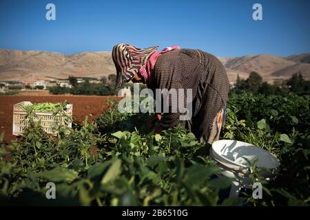 Zahre, Libanon. Juli 2019. Eine Frau pflückt Bohnen auf einer Farm.syrische Flüchtlinge flüchten im Sommer 15 Stunden am Tag aus der Kriegsarbeit auf landwirtschaftlichen Betrieben im Bekaa-Tal und verdienen maximal 8 Dollar. Die Leiter der Lager (Shawish), in denen sie Flüchtlinge, verbinden sie mit den Bauern der Region. Kredit: EVA Parey/SOPA Images/ZUMA Wire/Alamy Live News Stockfoto