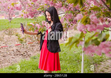 Kaukasisches Mädchen nimmt selfie am Telefon vor dem Hintergrund, dass Kirschblüten in einem Park blühen. Kirschblüte im Stadtpark der Ukraine Dnipro Stockfoto