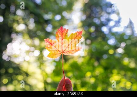 Herbst-Ahorn bleibt in der Herbstsaison zur Hand. Stockfoto