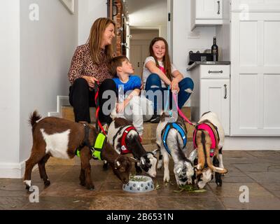 Claire Irvin in ihrem Haus auf dem Land, wo sie mit ihrer Familie und vier Pygmäen-Ziegen lebt. Stockfoto