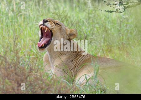 Löwin (Panthera leo), Erwachsene Frau, im grünen Gras liegend, Kgalagadi Transfrontier Park, Nordkaper, Südafrika, Afrika Stockfoto