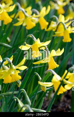 Narcissus cyclamineus 'Februar Gold', Daffodil 'Februar Gold' Stockfoto