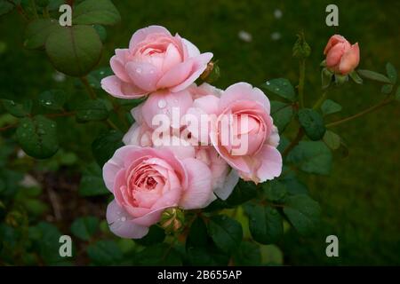 Rosa Englische Strauchrose, David Austin, Königin von Schweden, nach Regen Stockfoto