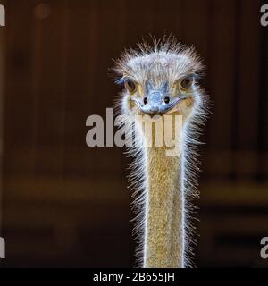 Nordafrikanischer Strauß, Struthio camelus in Jerez de la Frontera, Andalusien in Spanien Stockfoto