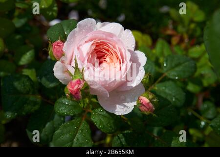 Rosa Englische Strauchrose, David Austin, Königin von Schweden, nach Regen Stockfoto